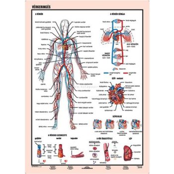 Tanulói munkalap, A4,  STIEFEL "Vérkeringés"