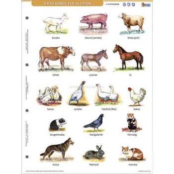   Tanulói munkalap, A4, STIEFEL" A ház körül élő állatok"